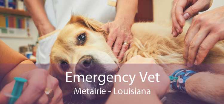 Emergency Vet Metairie - Louisiana