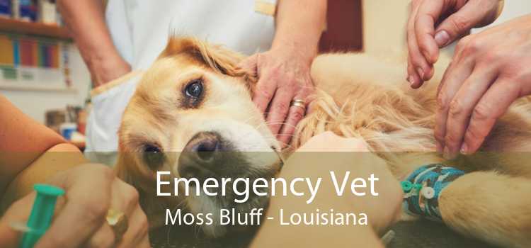 Emergency Vet Moss Bluff - Louisiana