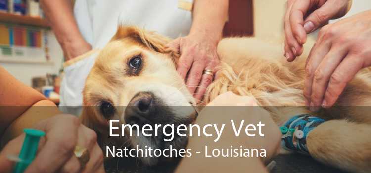 Emergency Vet Natchitoches - Louisiana