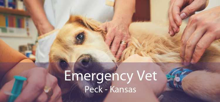 Emergency Vet Peck - Kansas