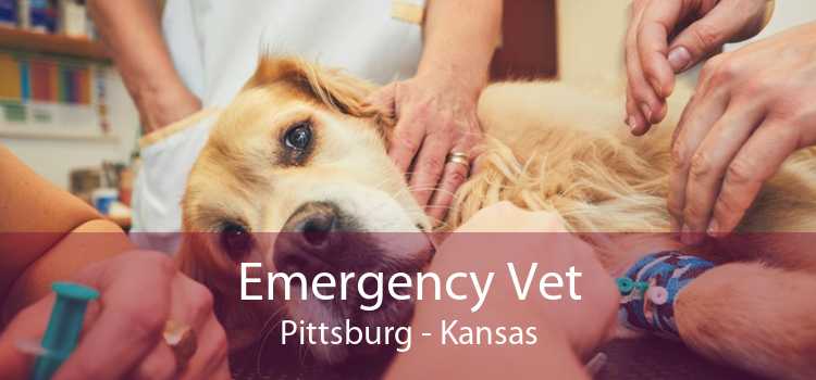 Emergency Vet Pittsburg - Kansas