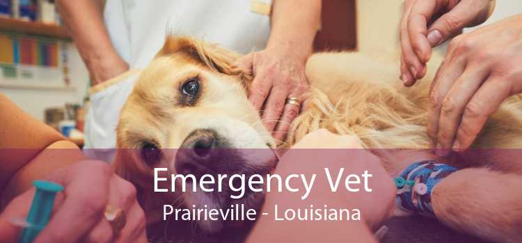 Emergency Vet Prairieville - Louisiana