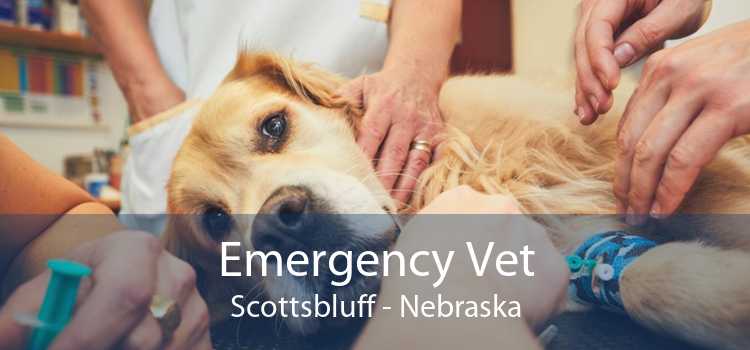 Emergency Vet Scottsbluff - Nebraska