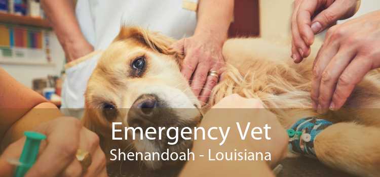 Emergency Vet Shenandoah - Louisiana