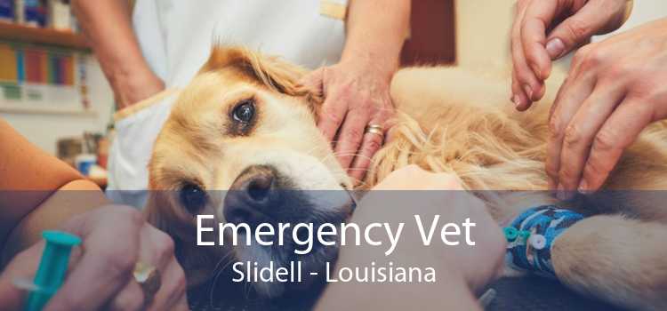 Emergency Vet Slidell - Louisiana