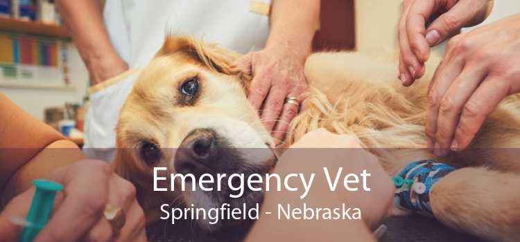 Emergency Vet Springfield - Nebraska
