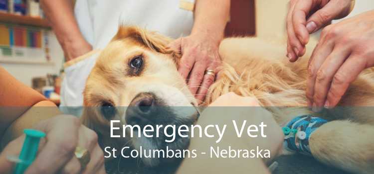 Emergency Vet St Columbans - Nebraska