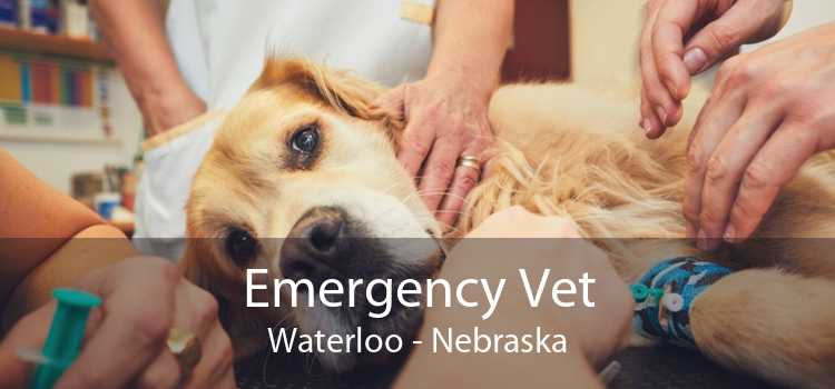 Emergency Vet Waterloo - Nebraska