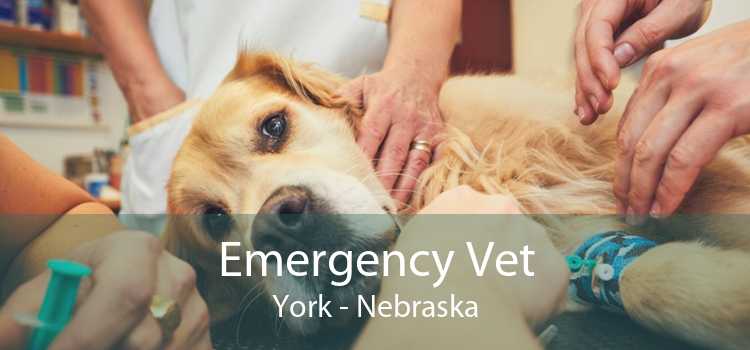 Emergency Vet York - Nebraska