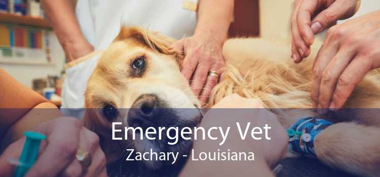 Emergency Vet Zachary - Louisiana