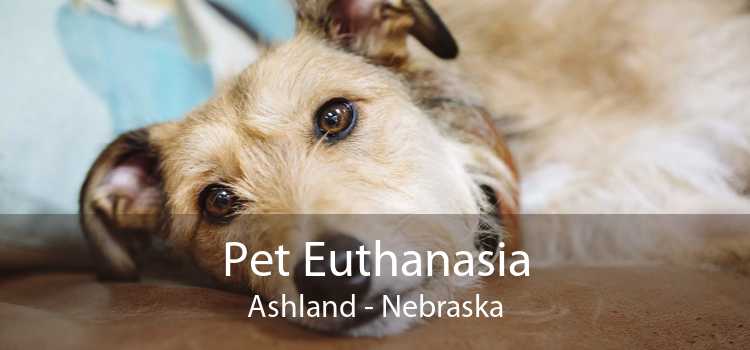 Pet Euthanasia Ashland - Nebraska