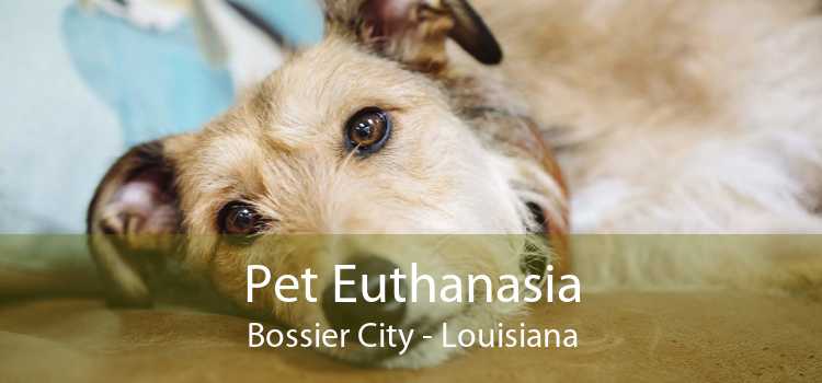 Pet Euthanasia Bossier City - Louisiana