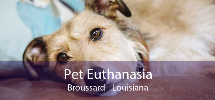 Pet Euthanasia Broussard - Louisiana