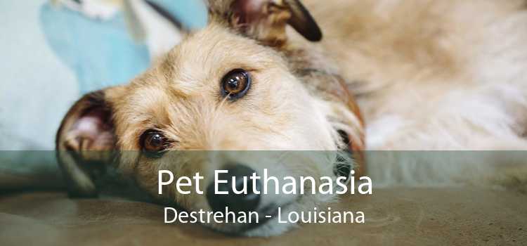 Pet Euthanasia Destrehan - Louisiana