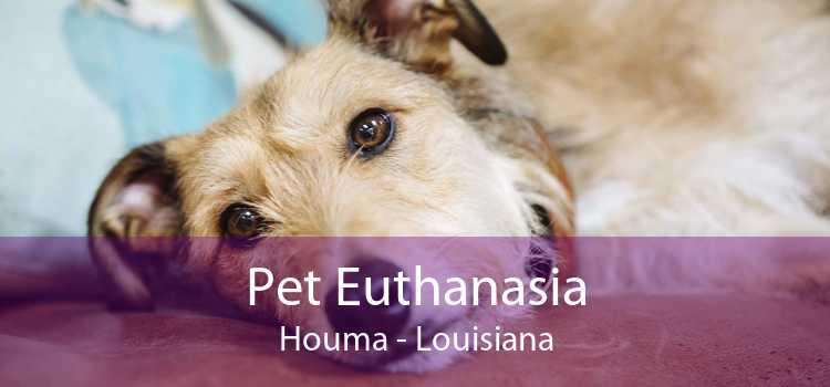 Pet Euthanasia Houma - Louisiana