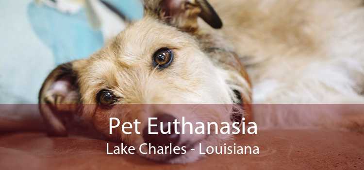 Pet Euthanasia Lake Charles - Louisiana
