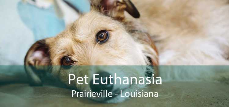 Pet Euthanasia Prairieville - Louisiana