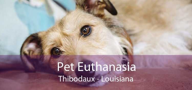 Pet Euthanasia Thibodaux - Louisiana