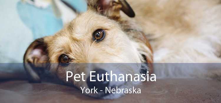 Pet Euthanasia York - Nebraska