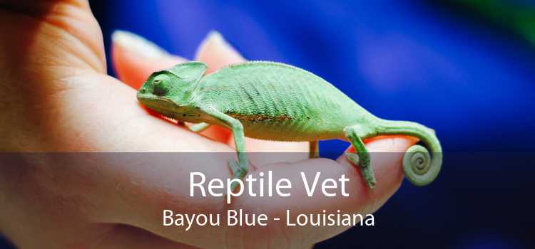 Reptile Vet Bayou Blue - Louisiana