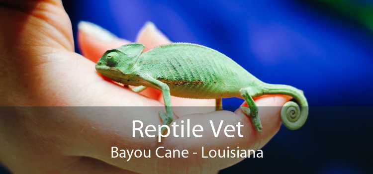 Reptile Vet Bayou Cane - Louisiana