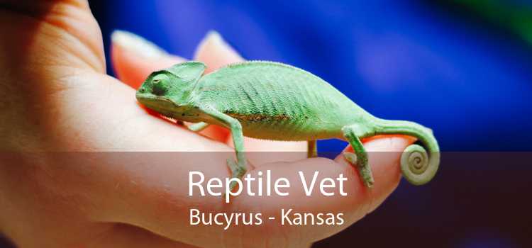 Reptile Vet Bucyrus - Kansas