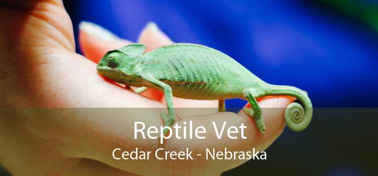 Reptile Vet Cedar Creek - Nebraska
