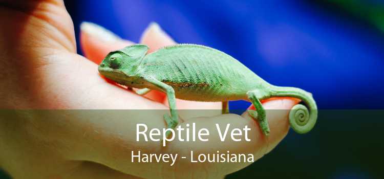 Reptile Vet Harvey - Louisiana