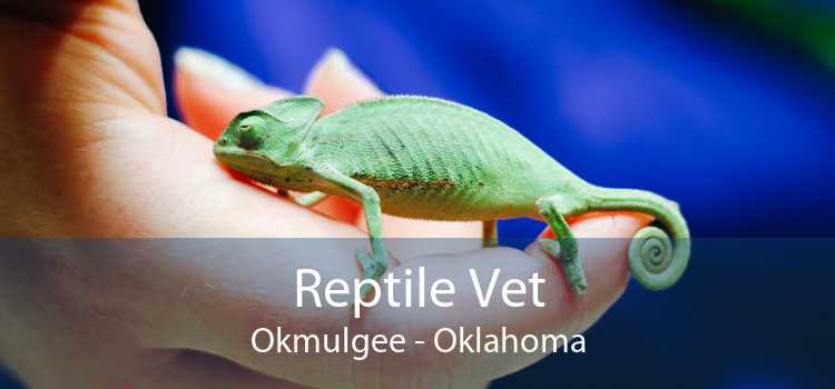 Reptile Vet Okmulgee - Oklahoma