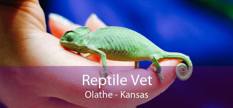 Reptile Vet Olathe - Kansas