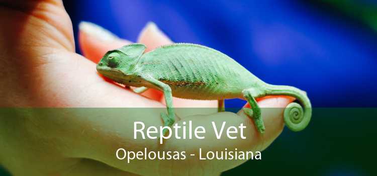 Reptile Vet Opelousas - Louisiana