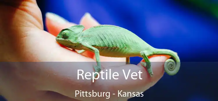 Reptile Vet Pittsburg - Kansas