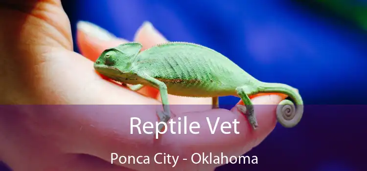 Reptile Vet Ponca City - Oklahoma