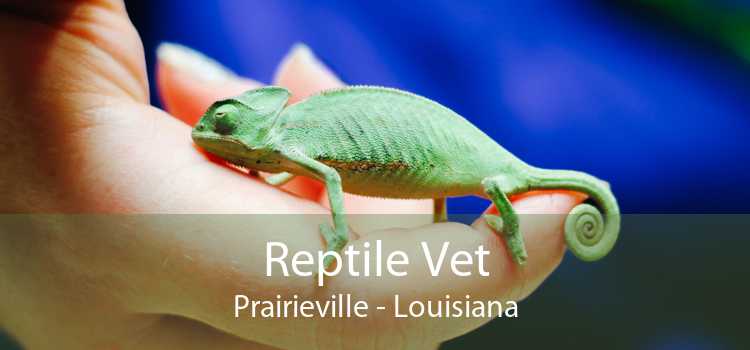 Reptile Vet Prairieville - Louisiana