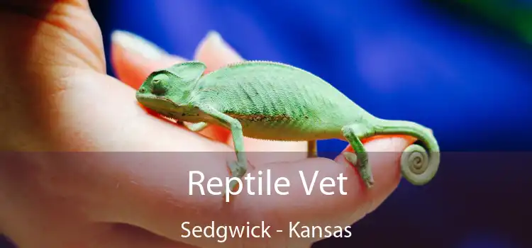 Reptile Vet Sedgwick - Kansas