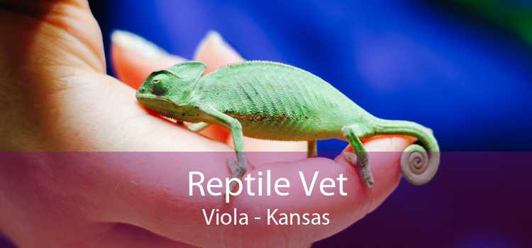 Reptile Vet Viola - Kansas