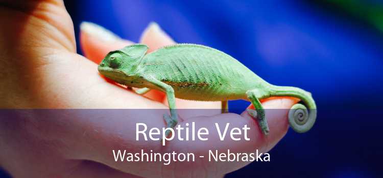 Reptile Vet Washington - Nebraska