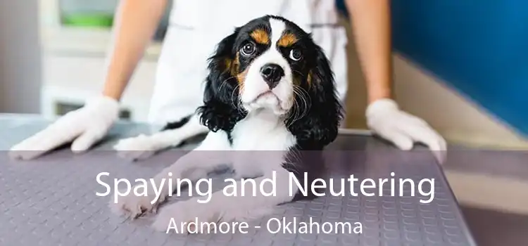 Spaying and Neutering Ardmore - Oklahoma
