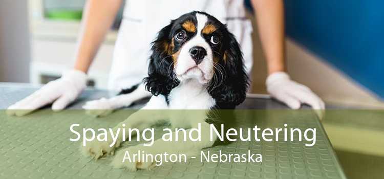 Spaying and Neutering Arlington - Nebraska