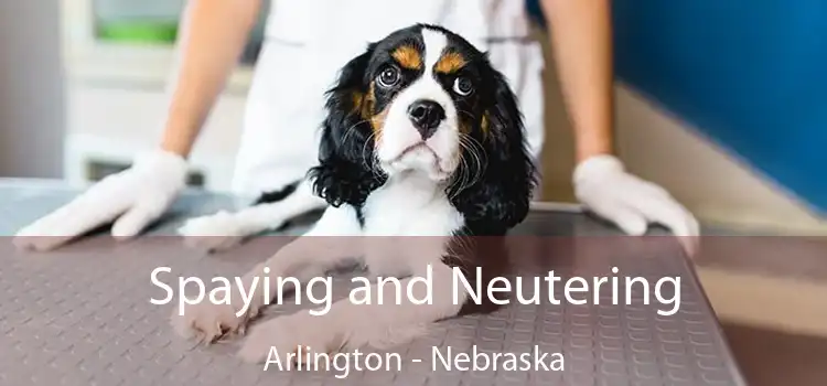 Spaying and Neutering Arlington - Nebraska