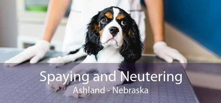 Spaying and Neutering Ashland - Nebraska