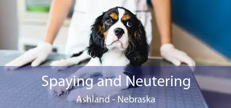 Spaying and Neutering Ashland - Nebraska