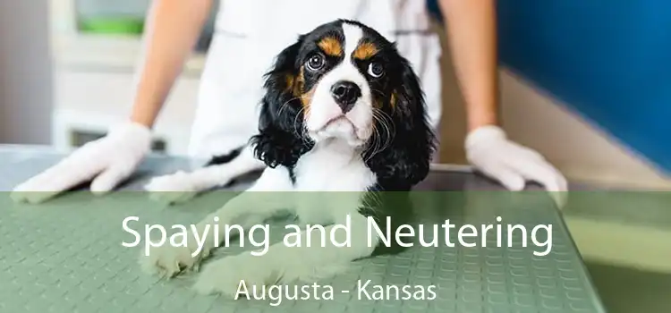 Spaying and Neutering Augusta - Kansas