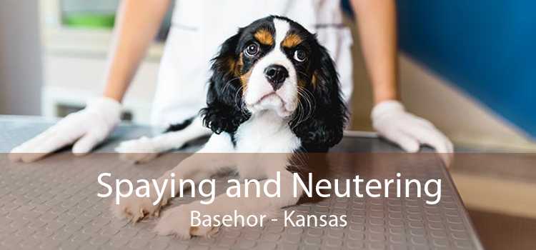 Spaying and Neutering Basehor - Kansas
