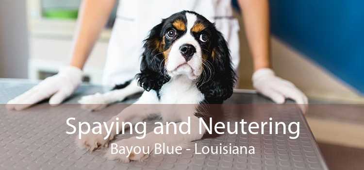 Spaying and Neutering Bayou Blue - Louisiana