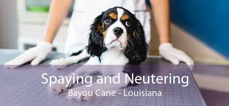 Spaying and Neutering Bayou Cane - Louisiana