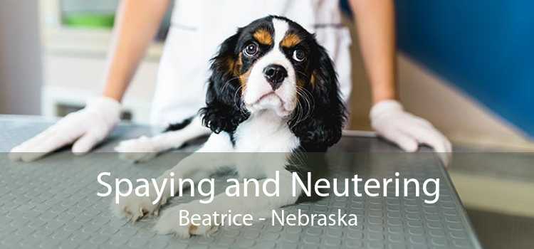 Spaying and Neutering Beatrice - Nebraska