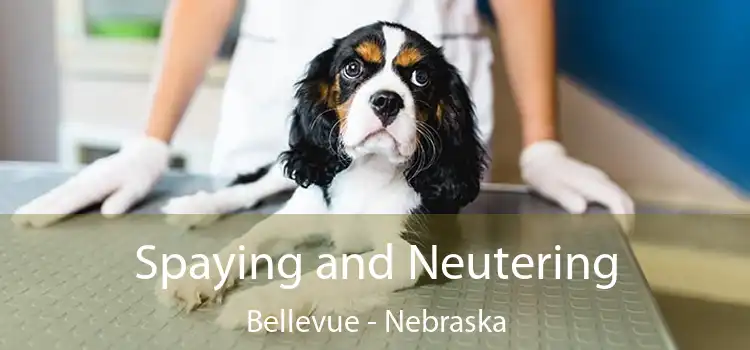 Spaying and Neutering Bellevue - Nebraska