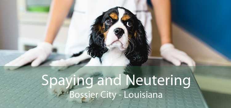 Spaying and Neutering Bossier City - Louisiana