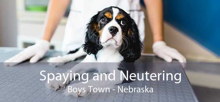 Spaying and Neutering Boys Town - Nebraska